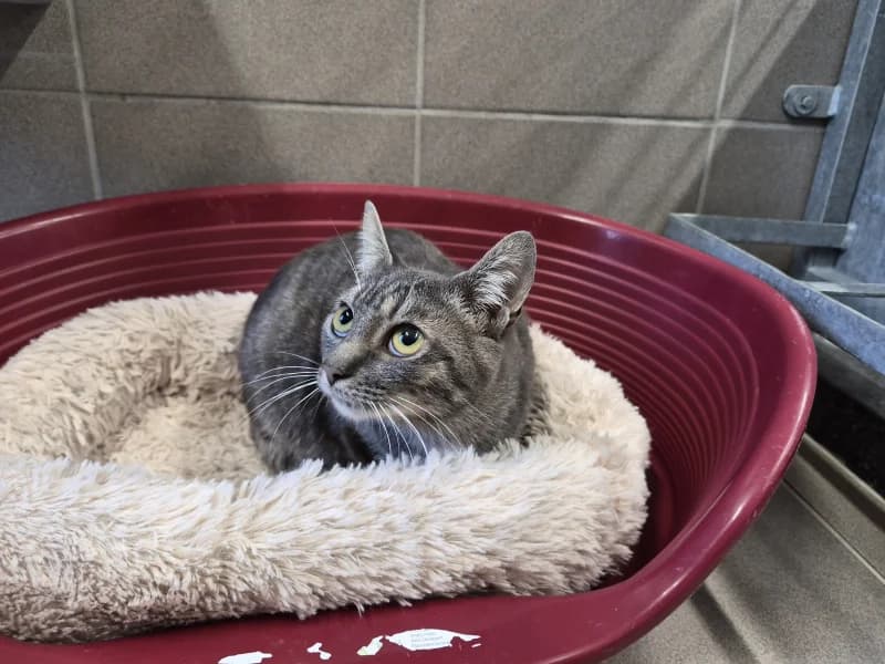 Choco, male 3yo European Shorthair for adoption at SRPA Vinalmont