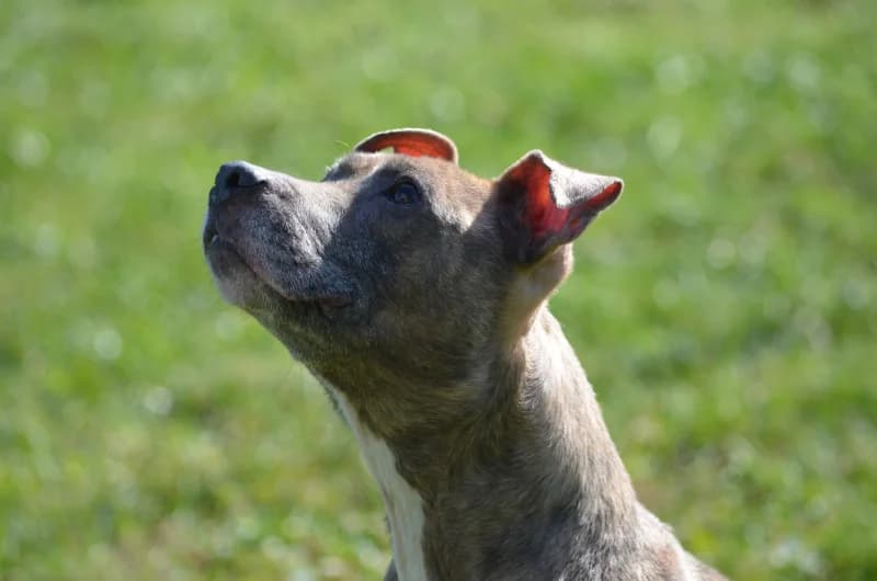 Cachou, female senior American Staffordshire Terrier for adoption at SRPA Vinalmont