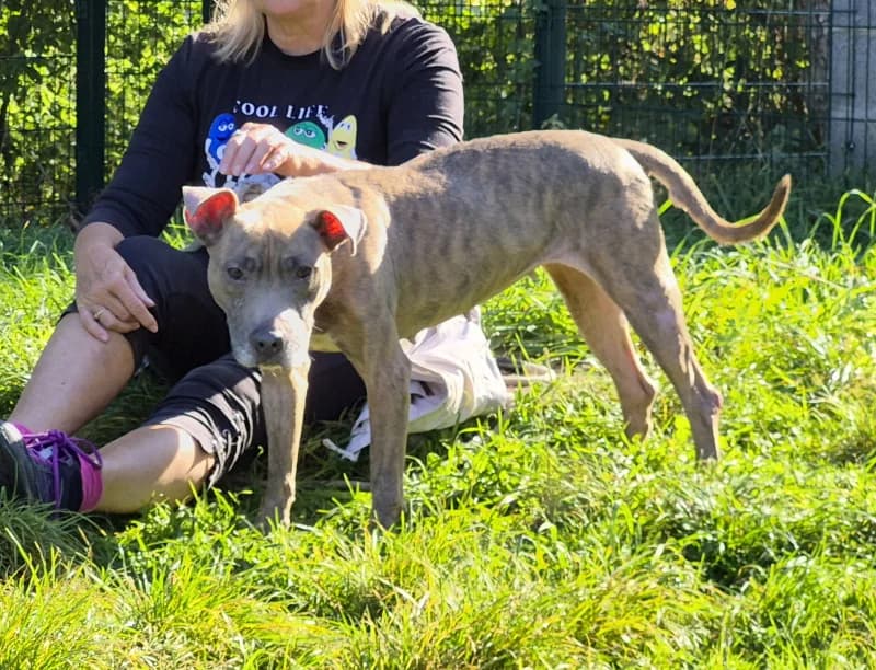 Fleur, female senior American Staffordshire Terrier for adoption at SRPA Vinalmont