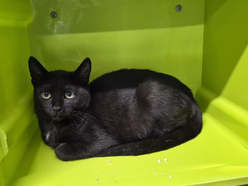 Animal 600.043, male puppy European Shorthair for adoption at SRPA Vinalmont