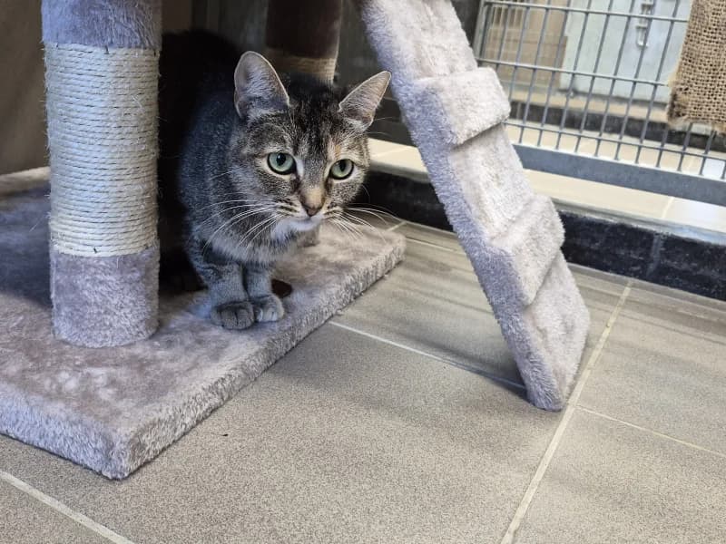 Stella, female young European Shorthair for adoption at SRPA Vinalmont
