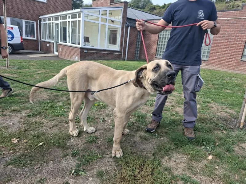 Chakir, male young mixed breed for adoption at SRPA Vinalmont