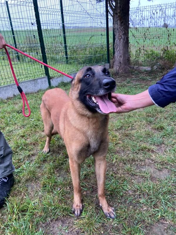Jim, male 3yo Belgian Malinois for adoption at SRPA Vinalmont