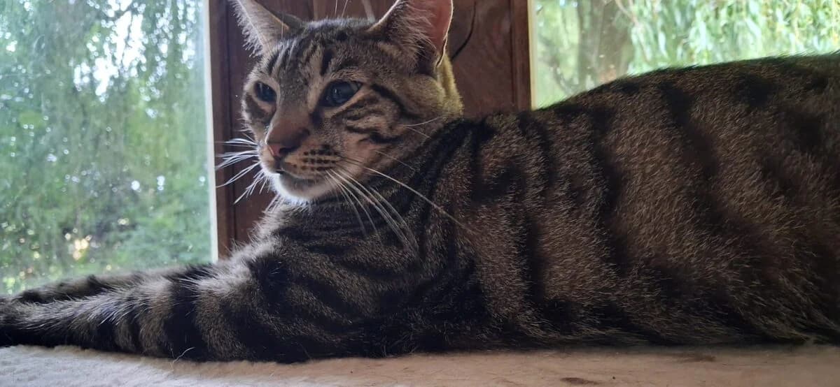 Clyde, tijger male young European Shorthair for adoption at Vzw tKattenkompas