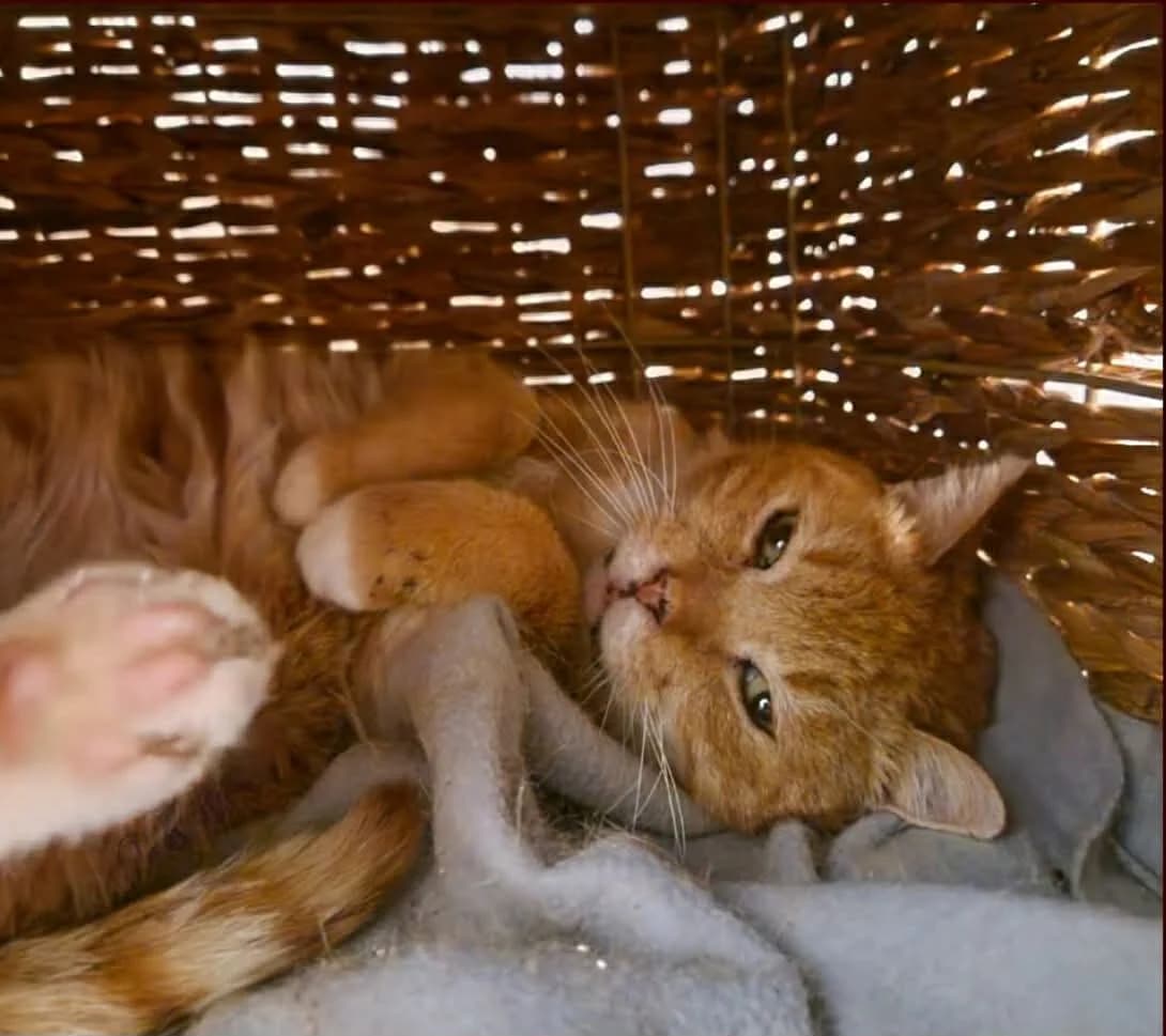 Ginger, ros-wit male senior European Shorthair for adoption at Vzw tKattenkompas