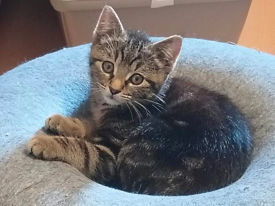 Louistje, tijger male puppy European Shorthair for adoption at Vzw tKattenkompas