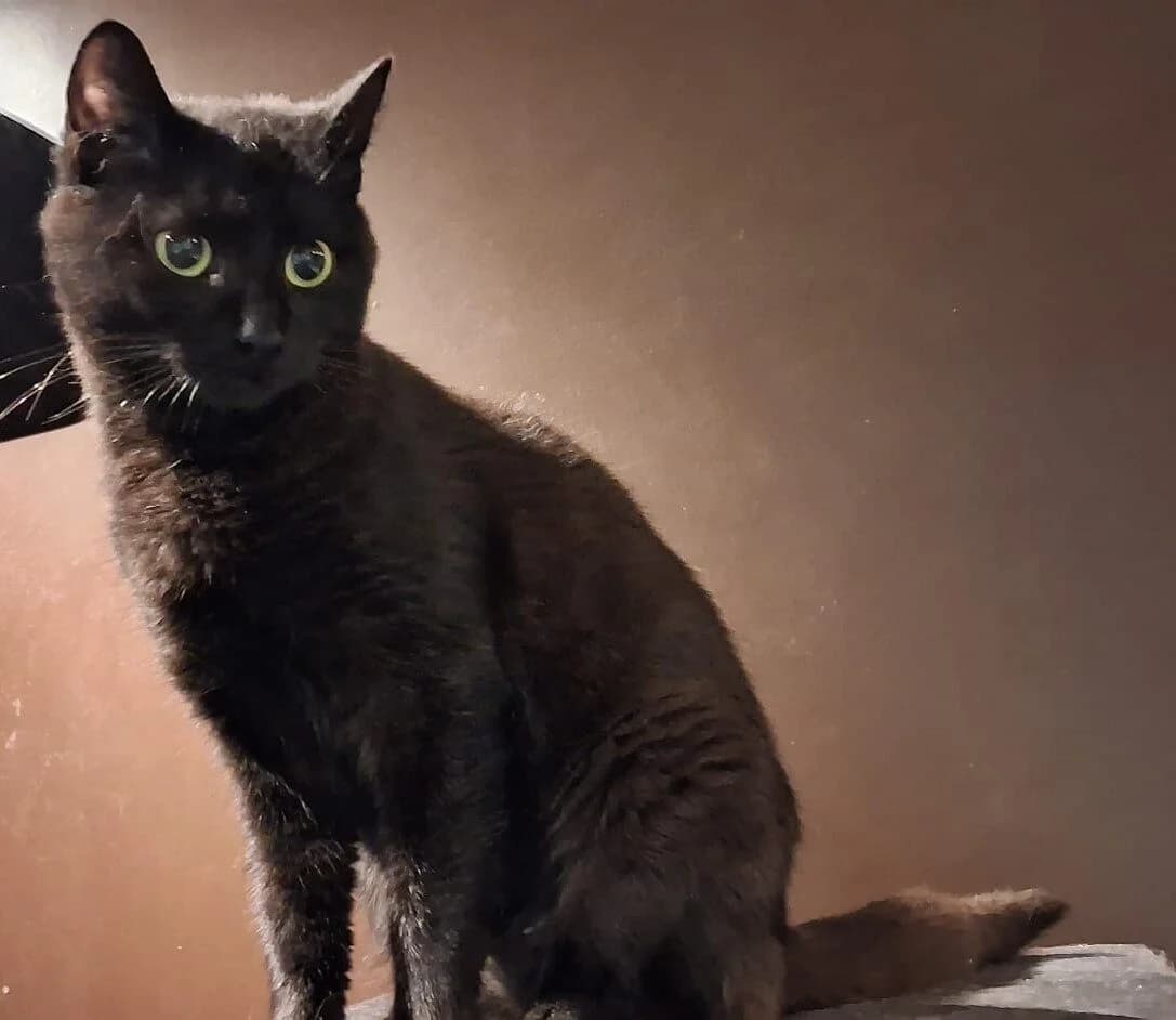 Milla, zwart female young European Shorthair for adoption at Vzw tKattenkompas