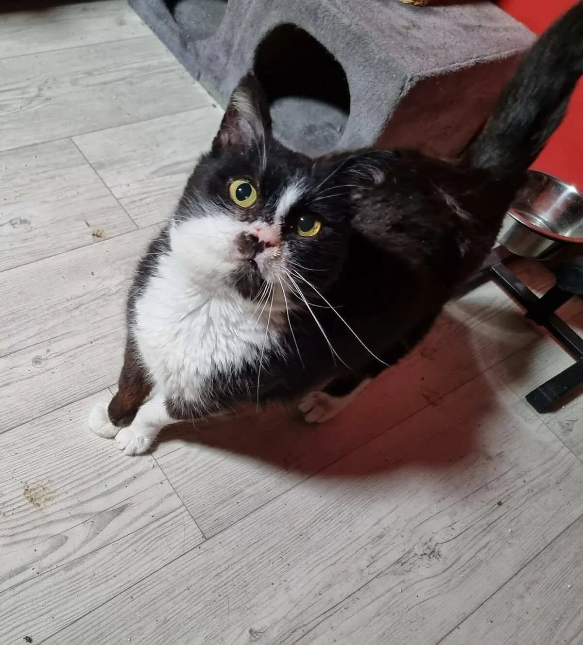 Moes, Zwart-wit male senior European Shorthair for adoption at Vzw tKattenkompas