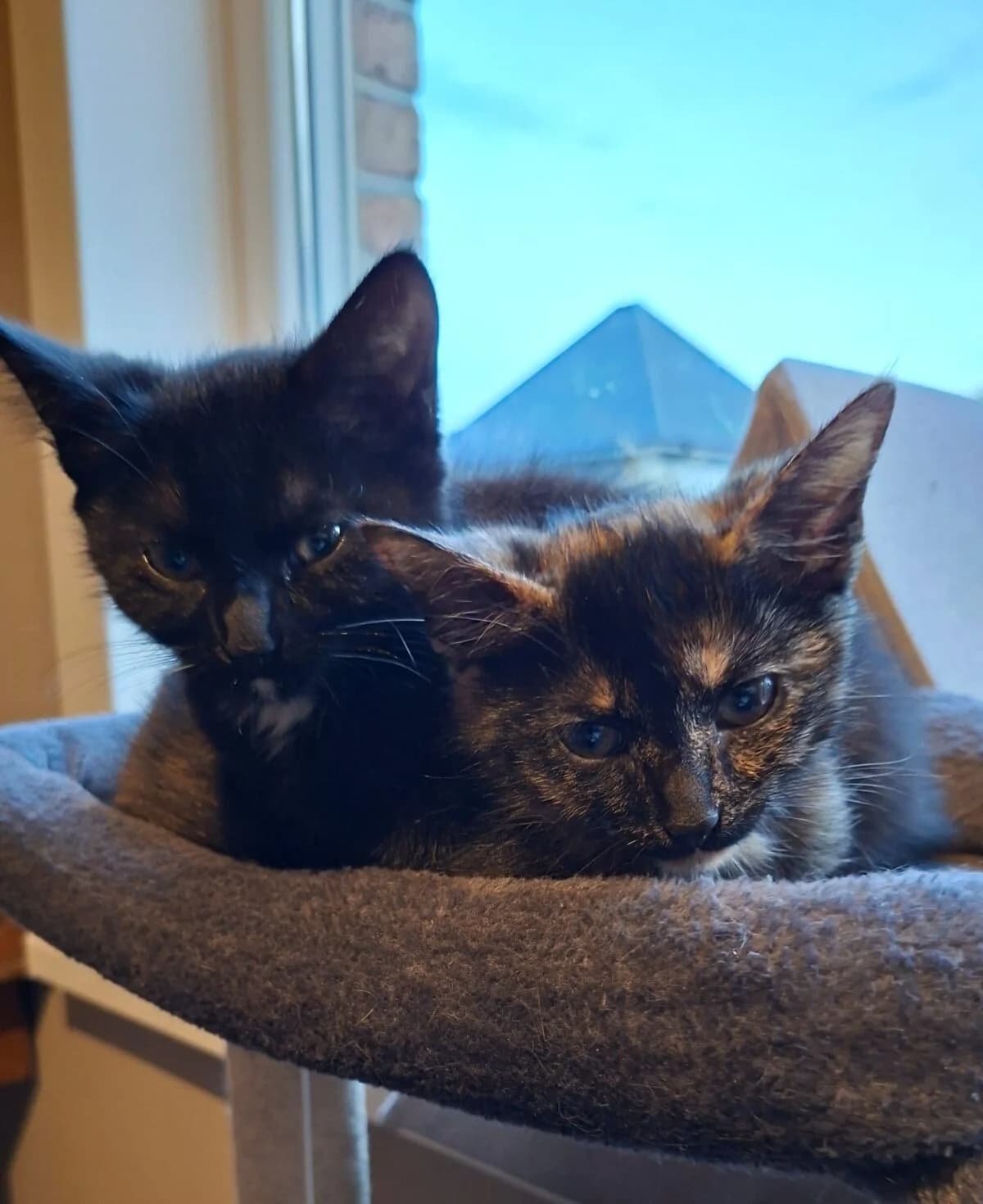 Odette, schildpad female puppy European Shorthair for adoption at Vzw tKattenkompas