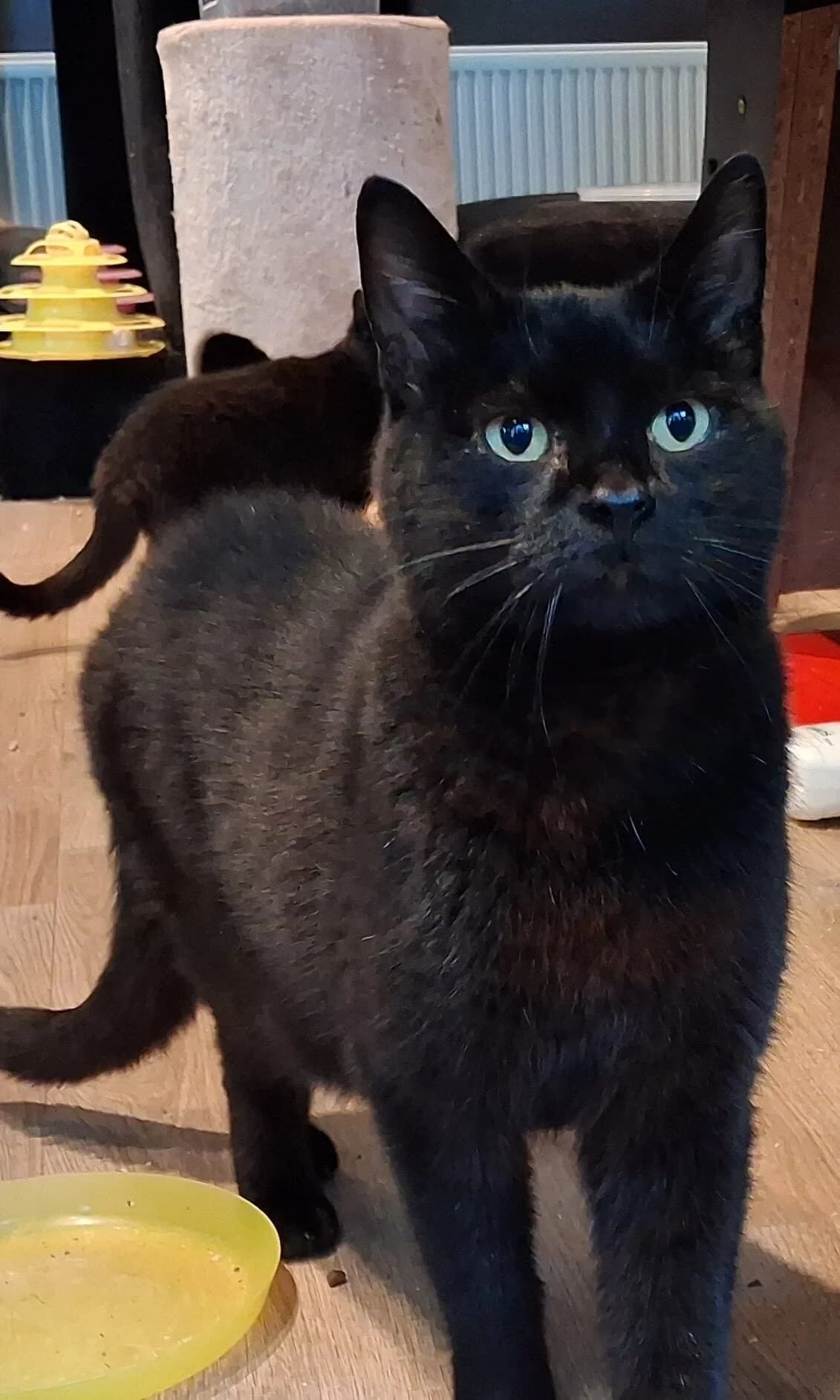 Otto, zwart male 6yo European Shorthair for adoption at Vzw tKattenkompas