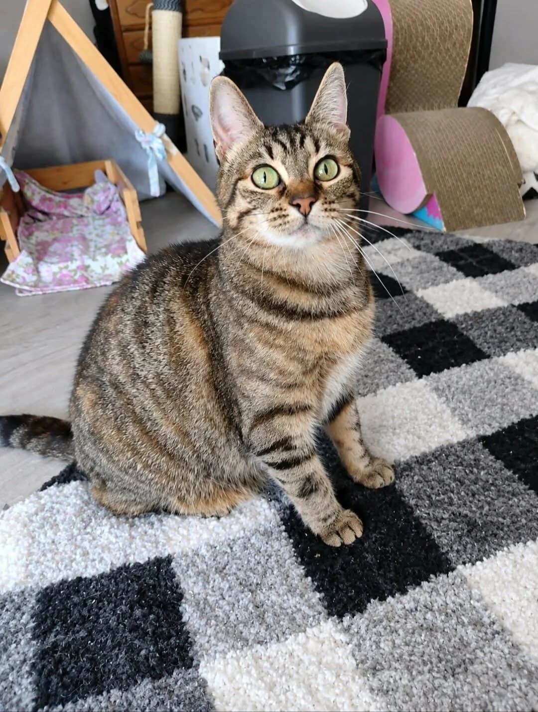 Rani, tijger female senior European Shorthair for adoption at Vzw tKattenkompas
