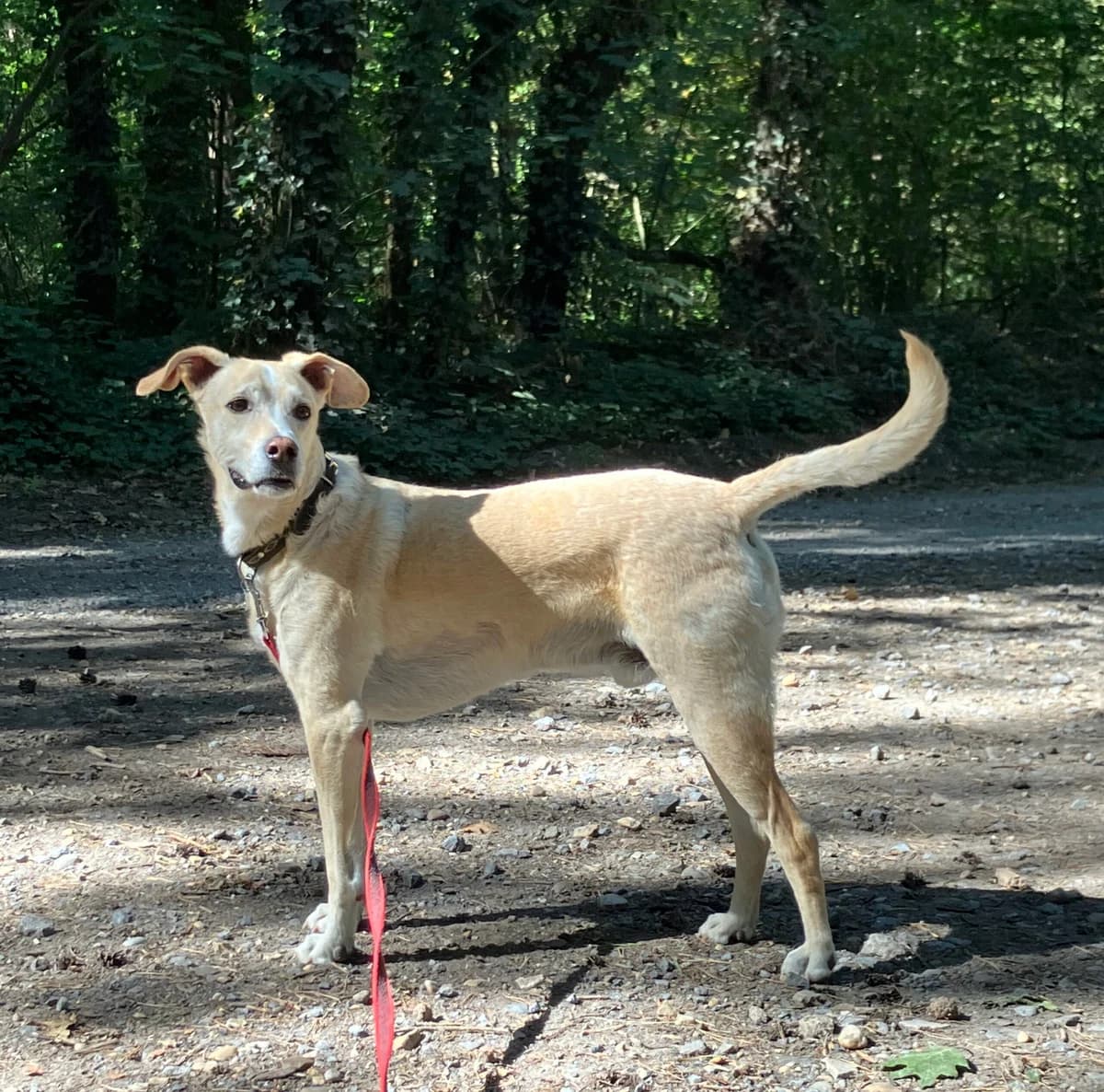 Cody, male senior Podenco for adoption at Together Alive vzw, HERSELT