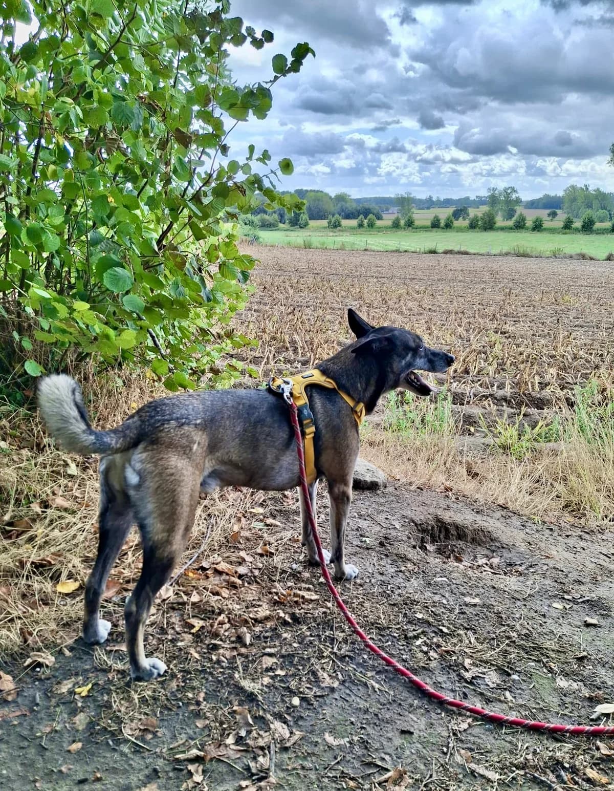 Jules, male 6yo Mixed Breed for adoption at Together Alive vzw, HERSELT