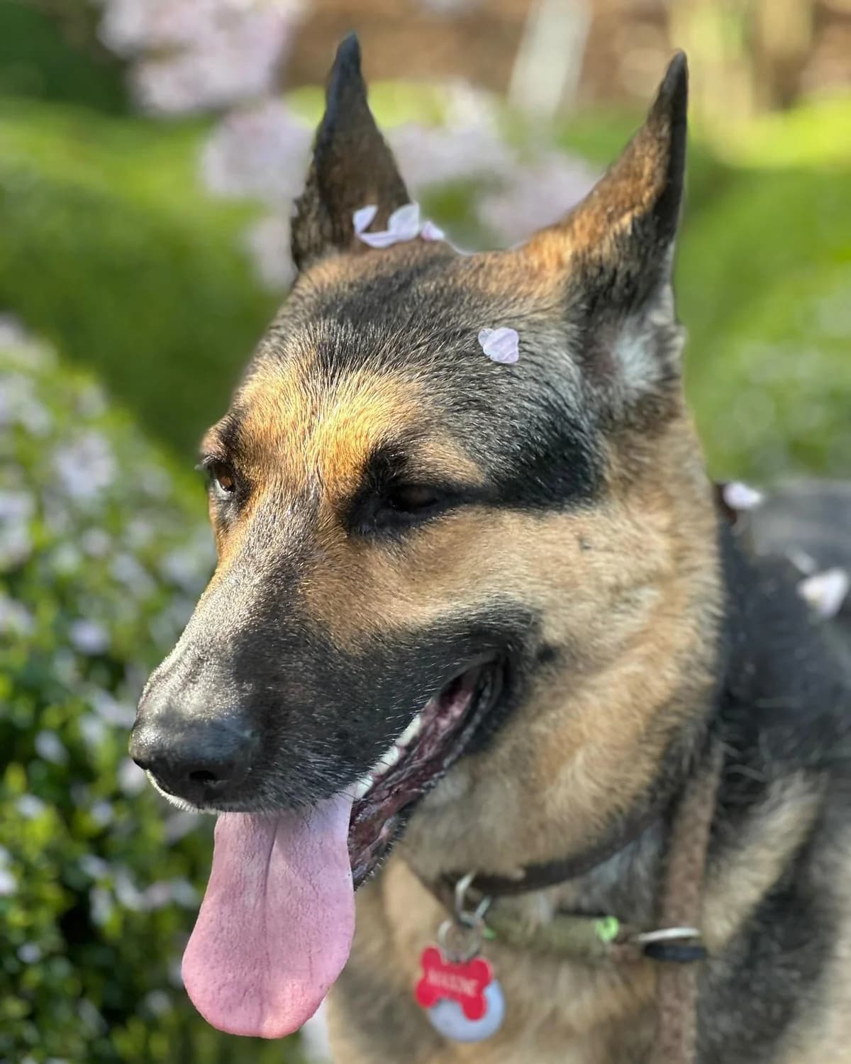 Maxine, female senior Mixed Breed for adoption at Together Alive vzw, HERSELT