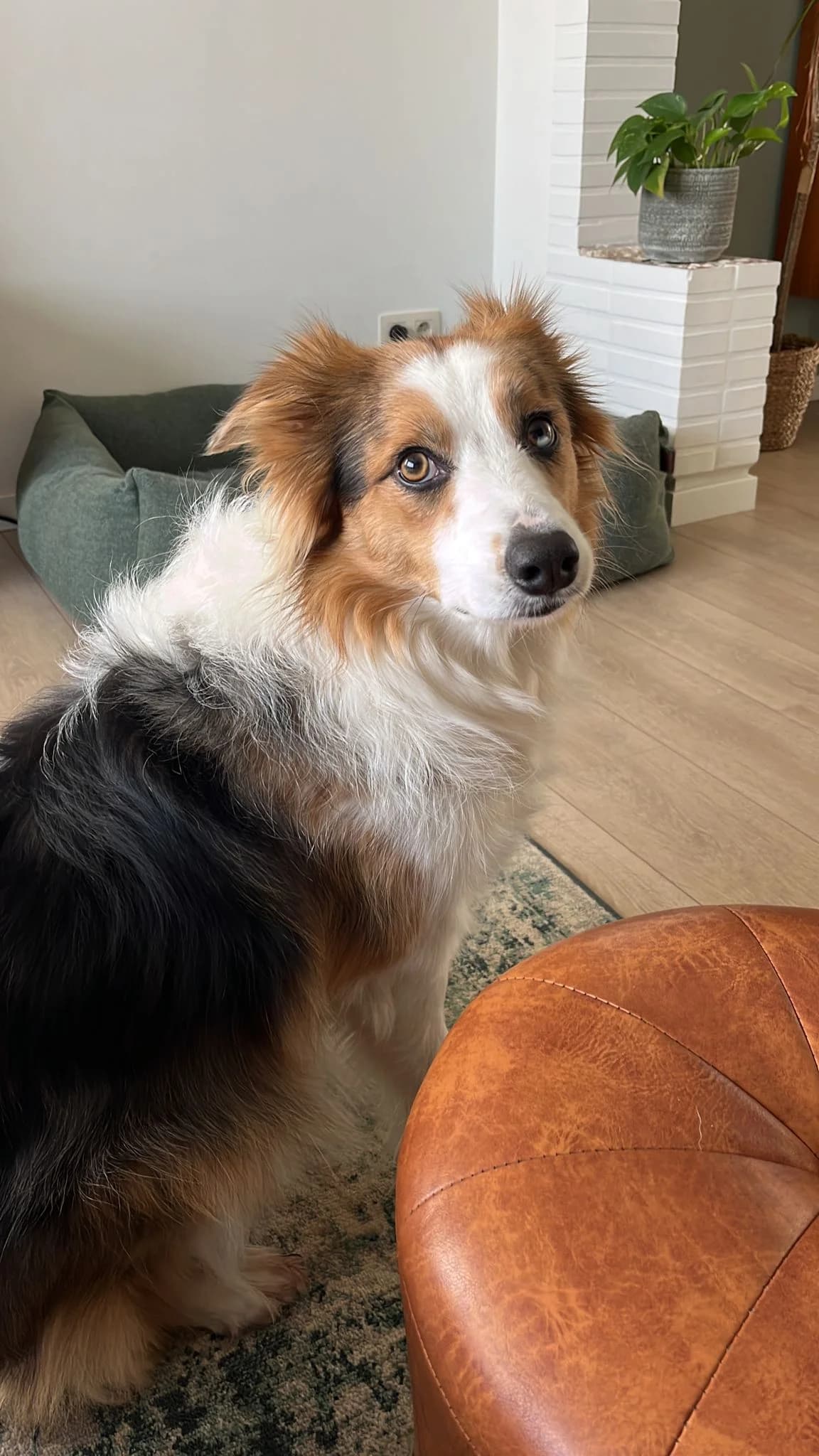 Molly, female 6yo Mixed Breed for adoption at Together Alive vzw, HERSELT