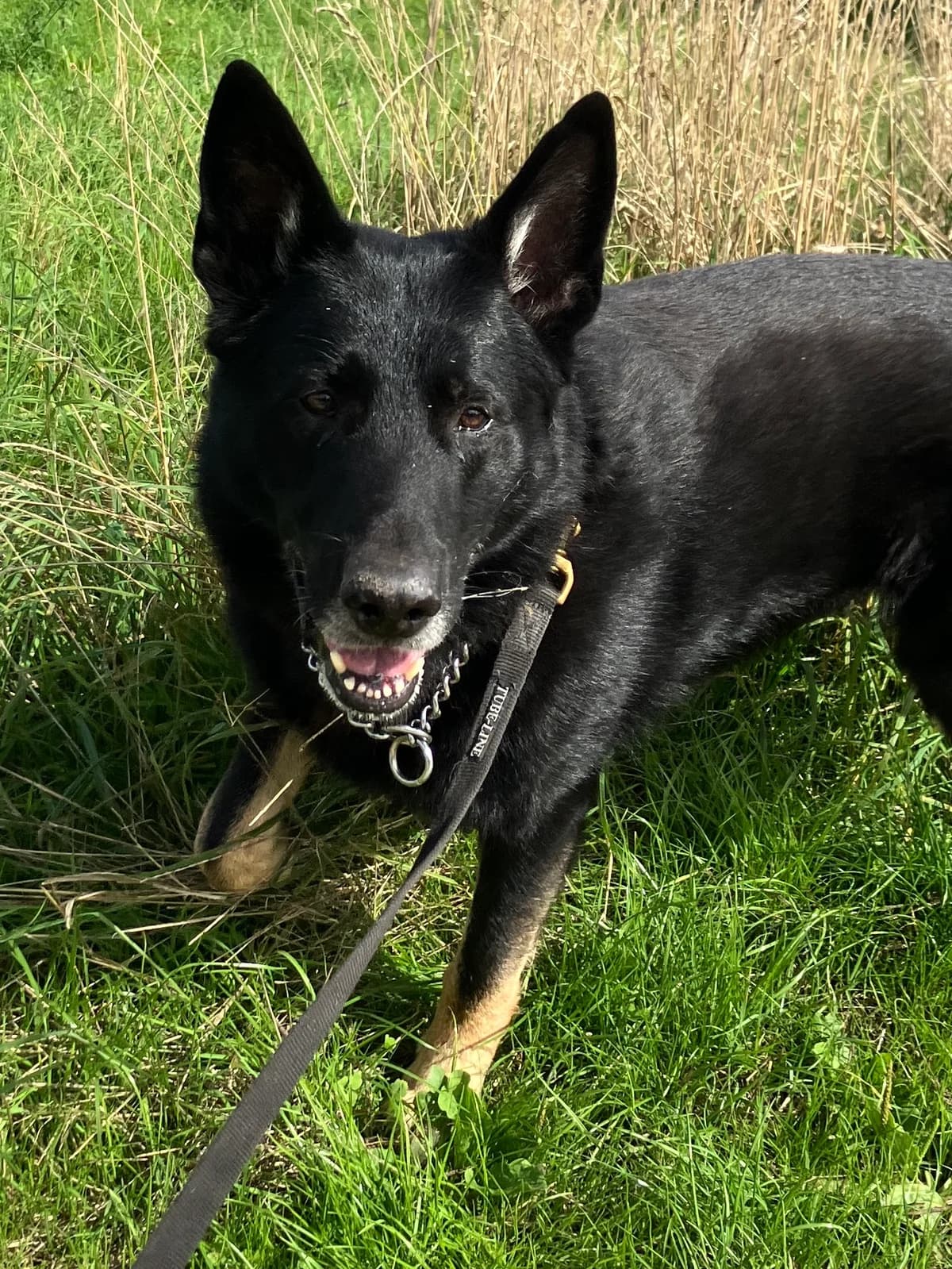 Rex, male senior Mixed Breed for adoption at Together Alive vzw, HERSELT