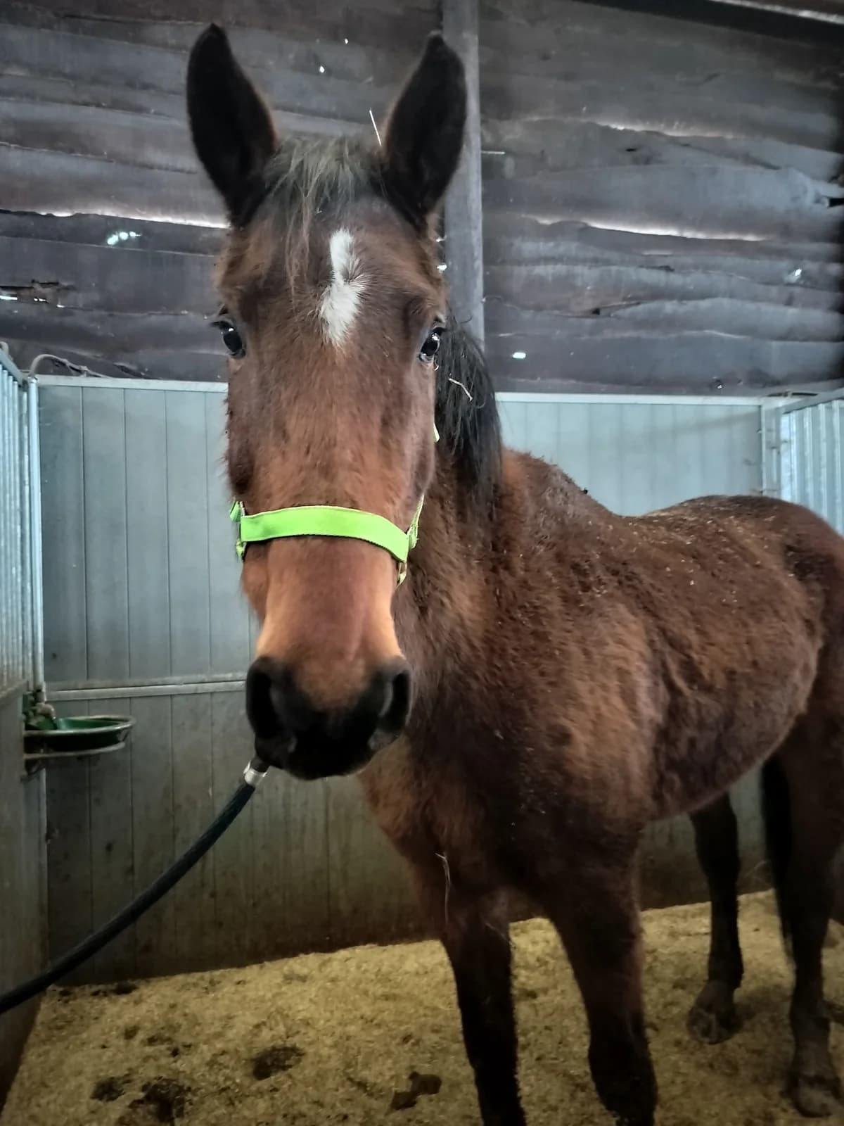 Ramira, female senior mixed breed for adoption at The Old Horses Lodge