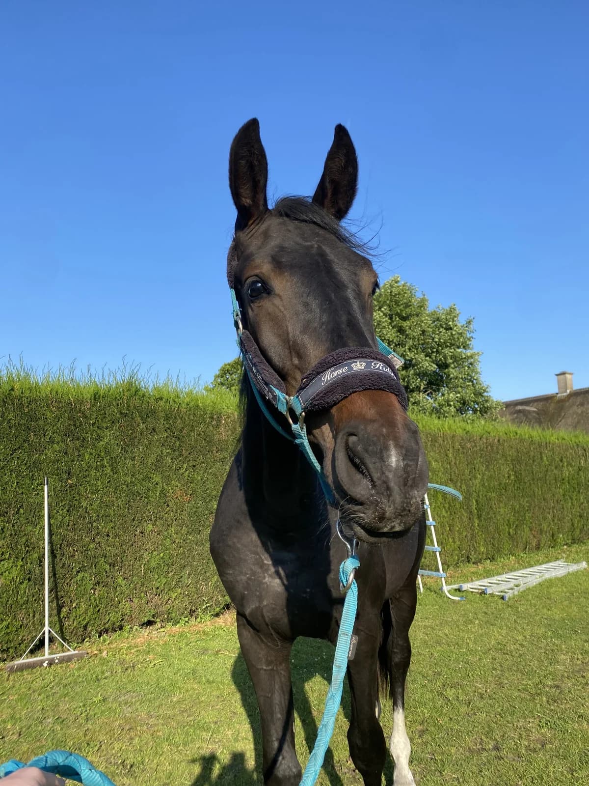 Kiran, male 4yo mixed breed for adoption at The Old Horses Lodge