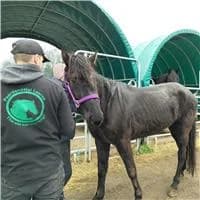Kim D'oleron, female 6yo mixed breed for adoption at The Old Horses Lodge