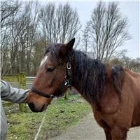 Illusion Piya, female senior mixed breed for adoption at The Old Horses Lodge