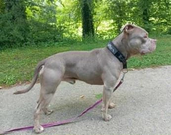 Chase, male 6yo Shiba Inu for adoption at Un toit pour eux, Nivelles