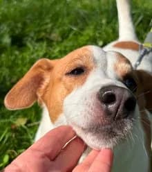 Arthus, male senior Labrador Retriever for adoption at Un toit pour eux, Nivelles