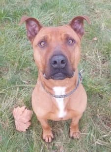 Maya, female young Shiba Inu for adoption at Un toit pour eux, Nivelles
