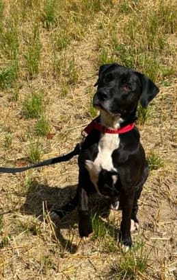 Lola, female 3yo Shiba Inu for adoption at Un toit pour eux, Nivelles