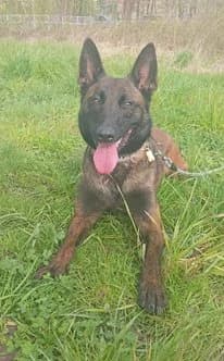 Maya, female 3yo Belgian Malinois for adoption at Un toit pour eux, Nivelles