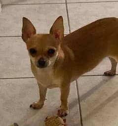 Merlino, male young Shiba Inu for adoption at Un toit pour eux, Nivelles