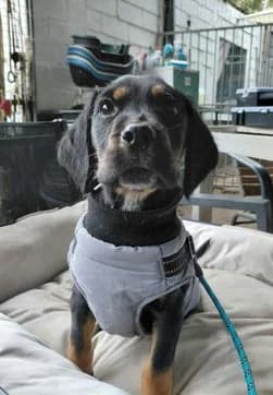 Mico, male 3yo Presa Canario for adoption at Un toit pour eux, Nivelles