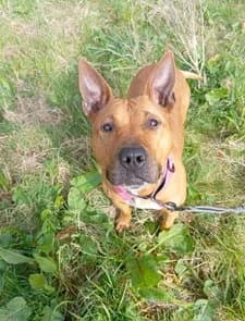 Molly, female 3yo mixed breed for adoption at Un toit pour eux, Nivelles