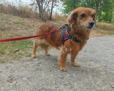 Nion, male young Shiba Inu for adoption at Un toit pour eux, Nivelles