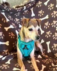 Nougat, male 7yo Shiba Inu for adoption at Un toit pour eux, Nivelles