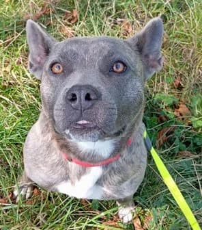 Romy, female 3yo Belgian Malinois for adoption at Un toit pour eux, Nivelles