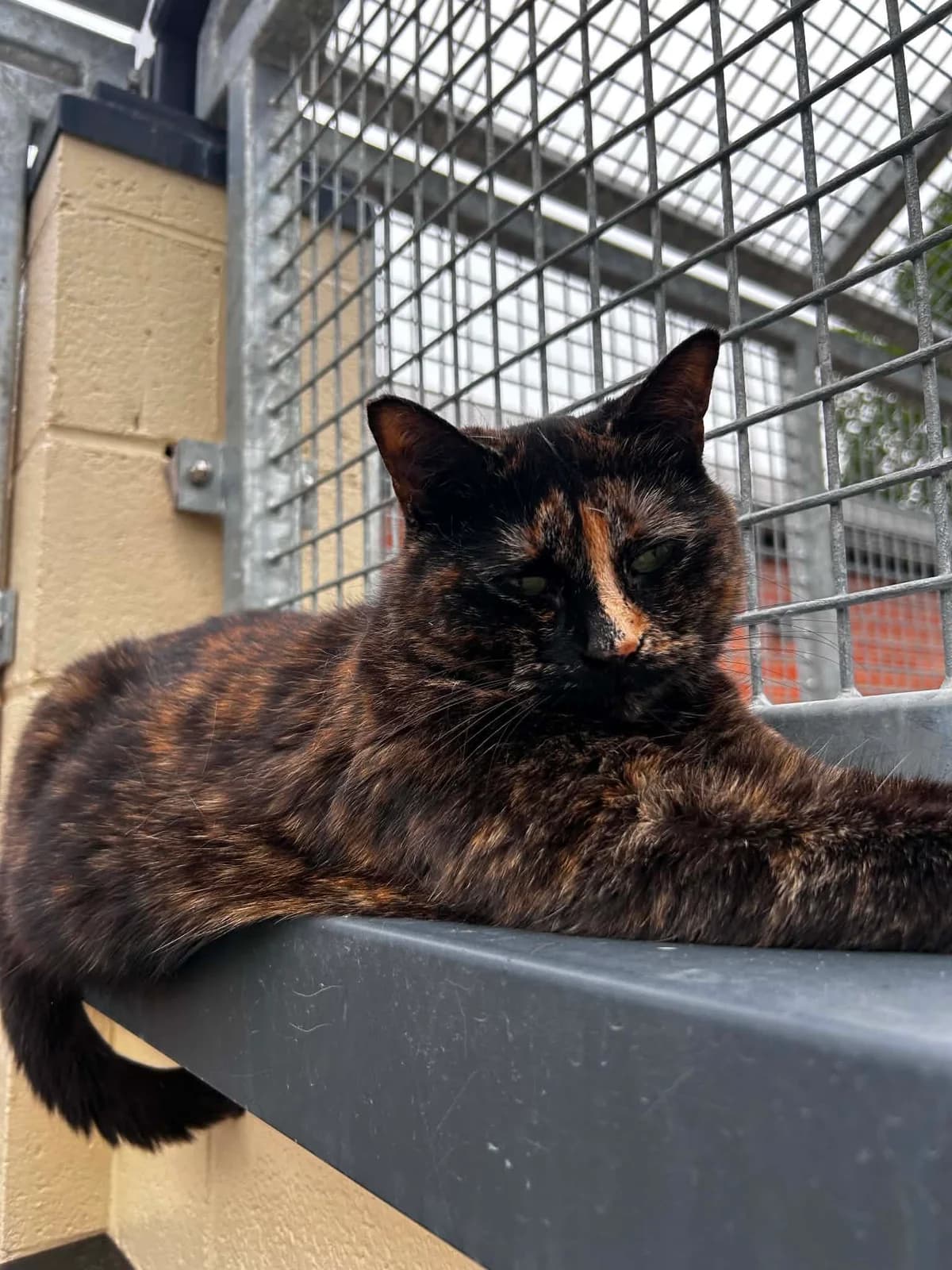 Rosette, female senior European Shorthair for adoption at SRPA Veeweyde Brussels, Brussels