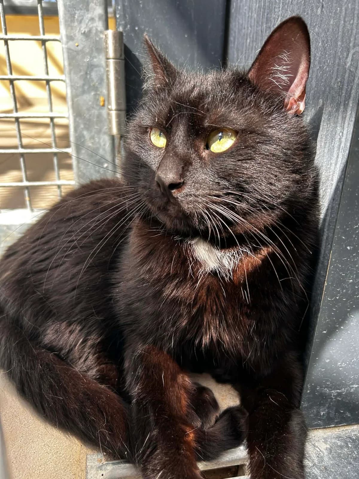 Black, male young European Shorthair for adoption at SRPA Veeweyde Brussels, Brussels