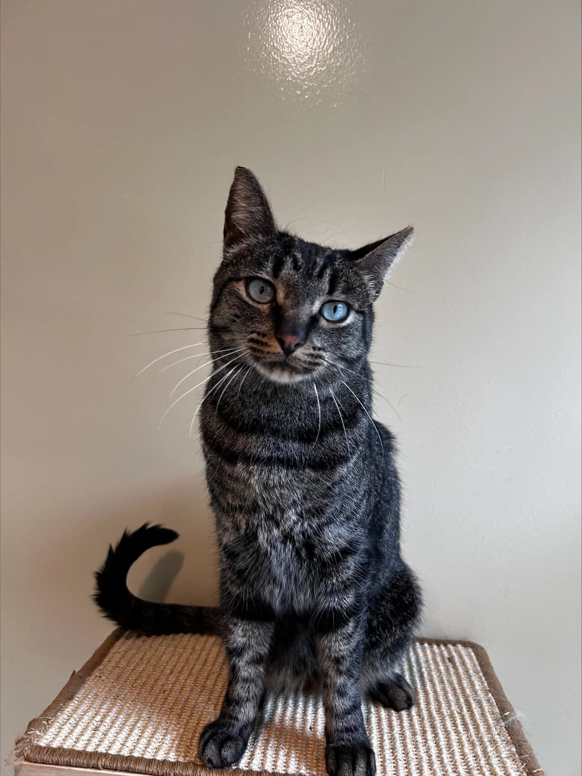 Milou, male 4yo European Shorthair for adoption at SRPA Veeweyde Brussels, Brussels