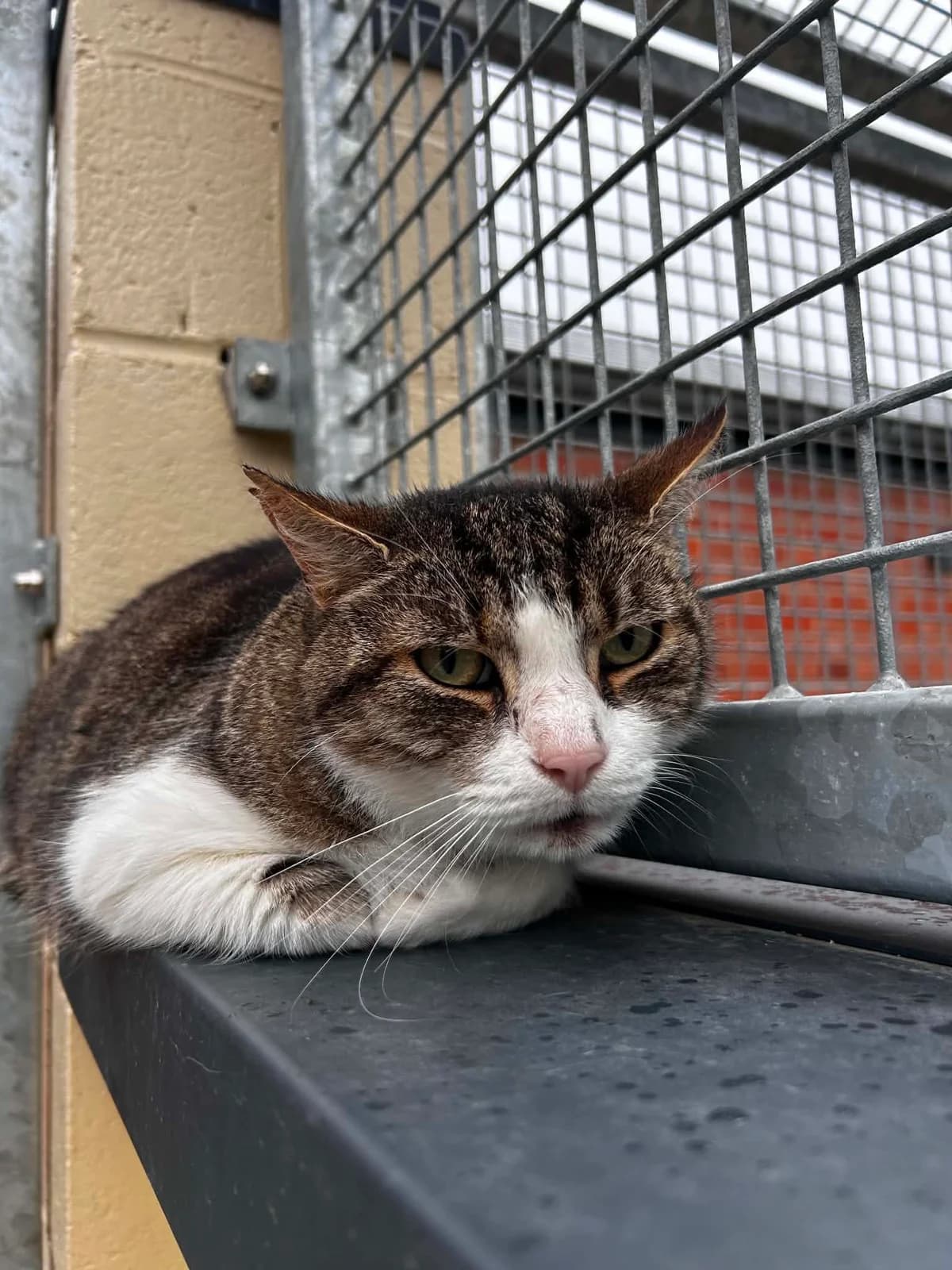 Mavi, male senior European Shorthair for adoption at SRPA Veeweyde Brussels, Brussels