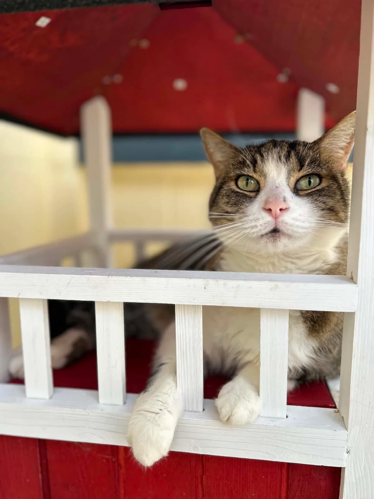 Mavi, male senior European Shorthair for adoption at SRPA Veeweyde Brussels, Brussels