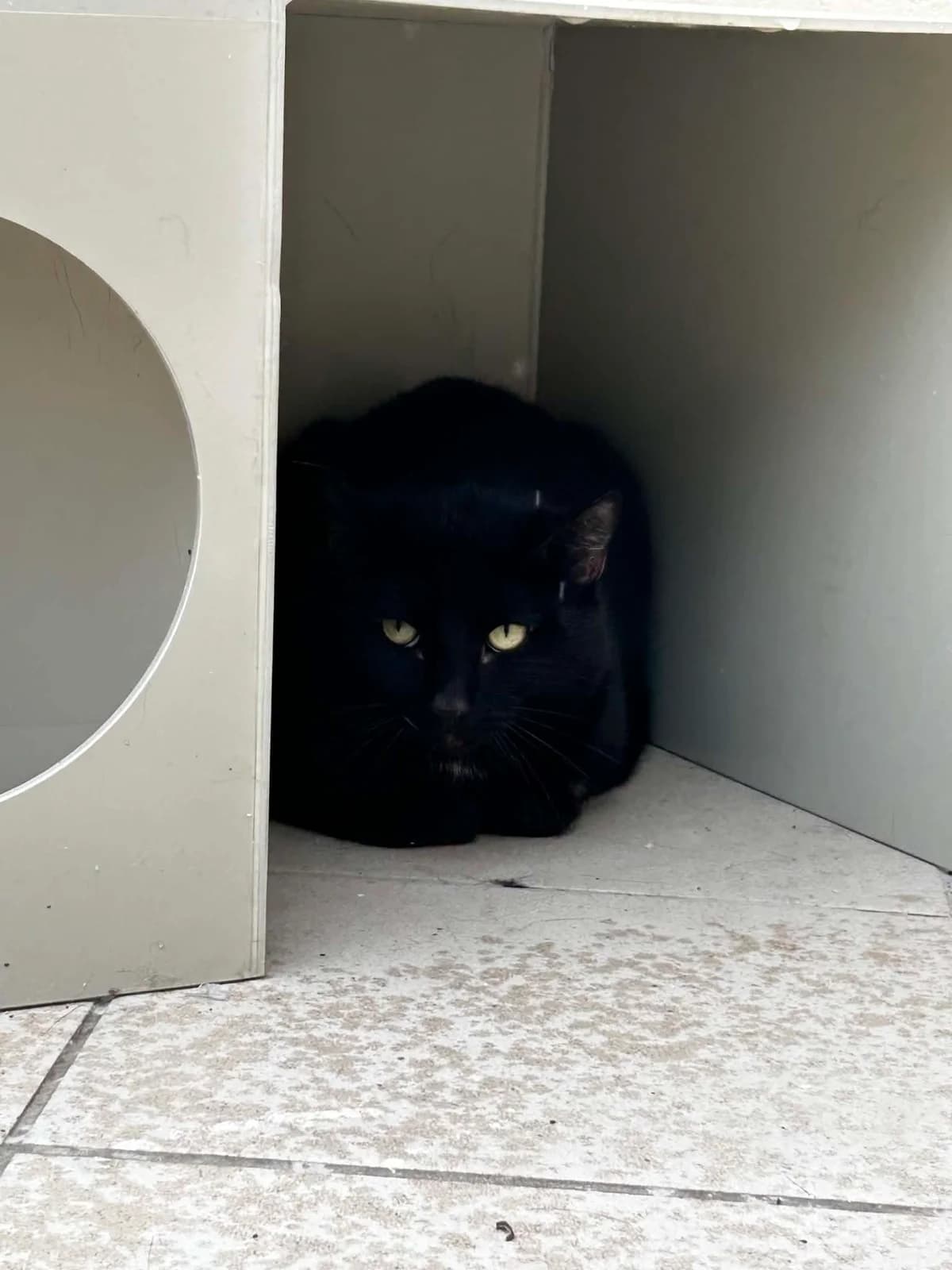 Bagheera, male young European Shorthair for adoption at SRPA Veeweyde Brussels, Brussels