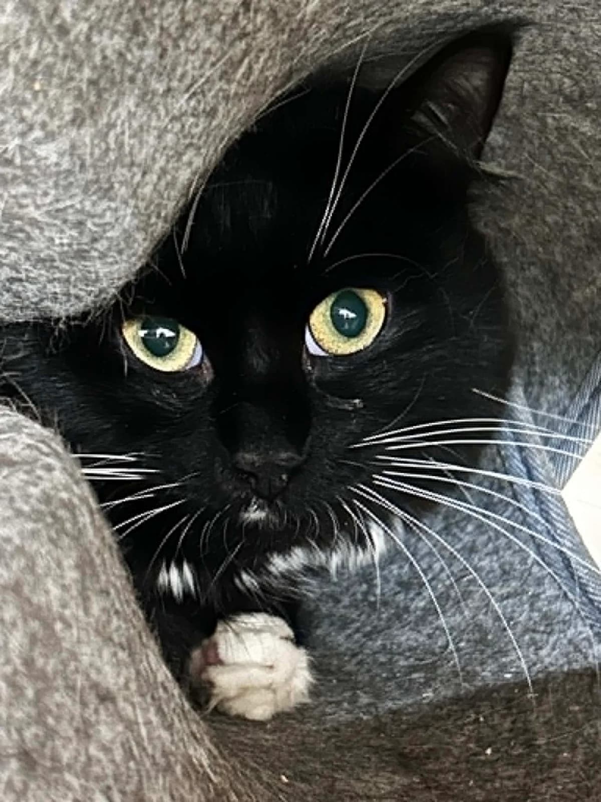 Mizu, male young European Shorthair for adoption at SRPA Veeweyde Brussels, Brussels