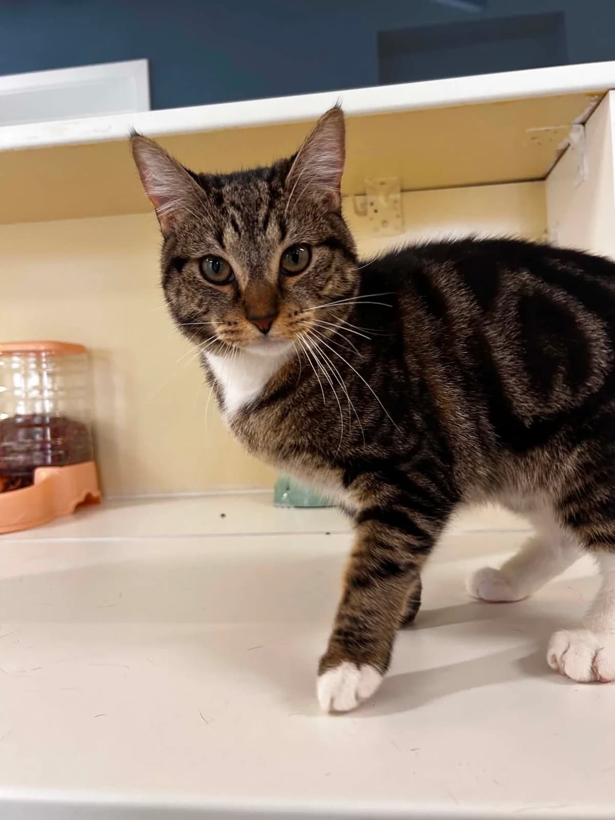 Micki, female senior European Shorthair for adoption at SRPA Veeweyde Brussels, Brussels