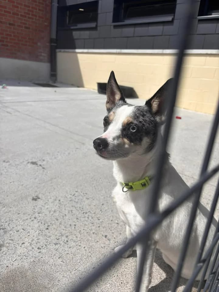 Rambo, male 4yo Jack Russell Terrier for adoption at SRPA Veeweyde Brussels, Brussels