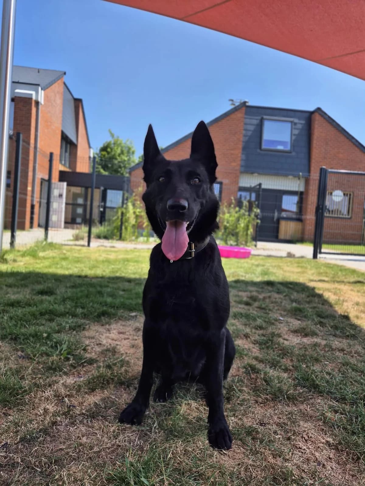 Becky, female 6yo Belgian Malinois for adoption at SRPA Veeweyde Brussels, Brussels