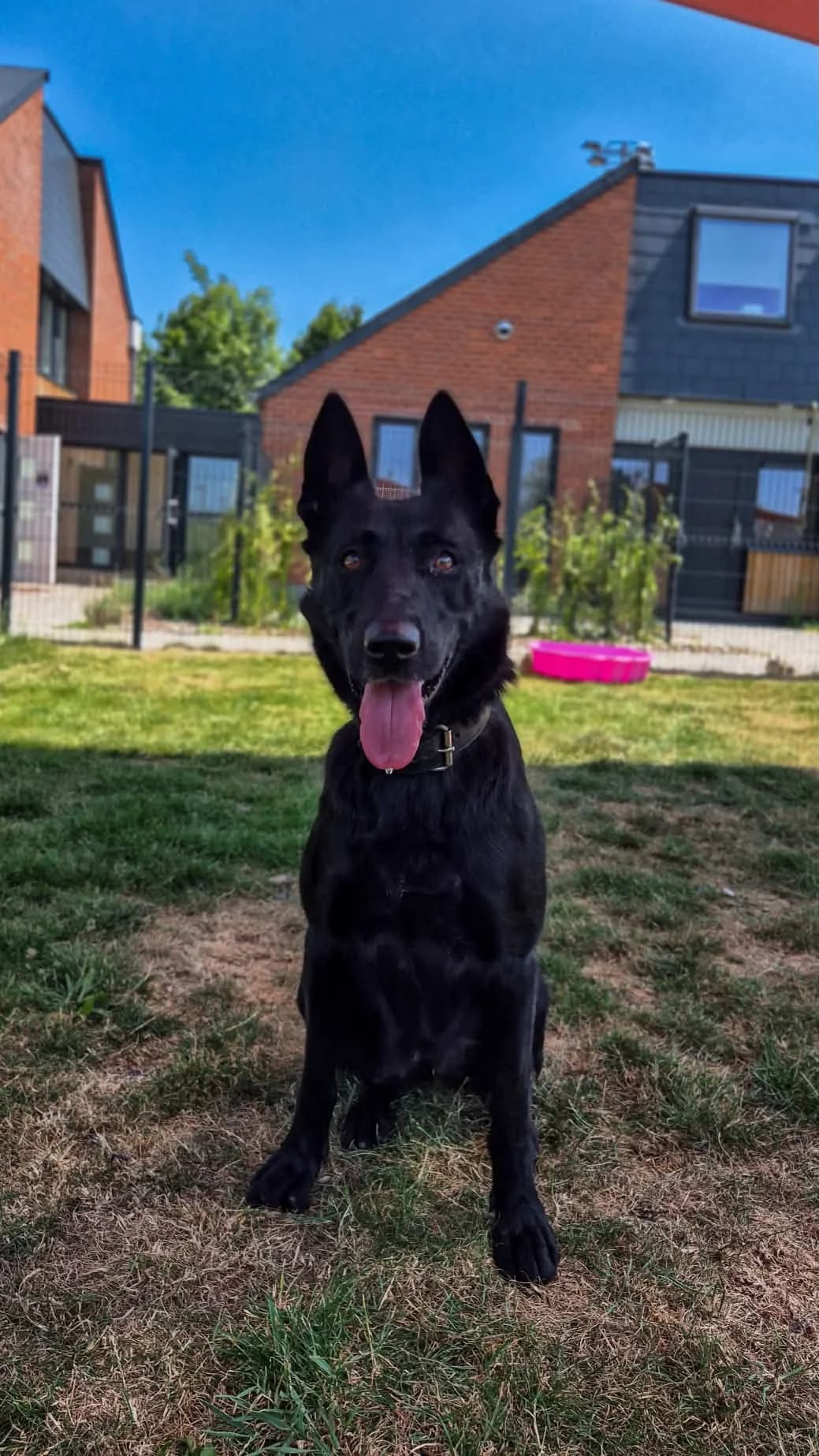 Becky, female young Belgian Malinois for adoption at SRPA Veeweyde Brussels, Brussels