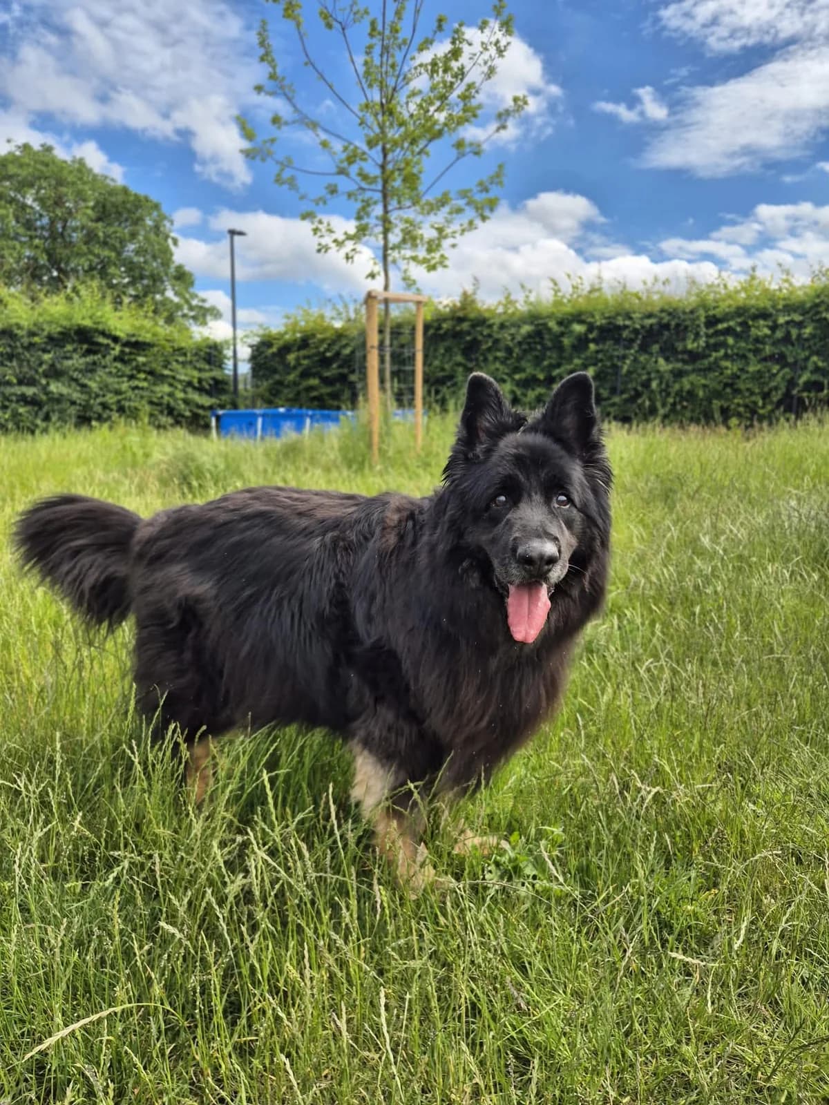 Toby, male senior German Shepherd for adoption at SRPA Veeweyde Brussels, Brussels