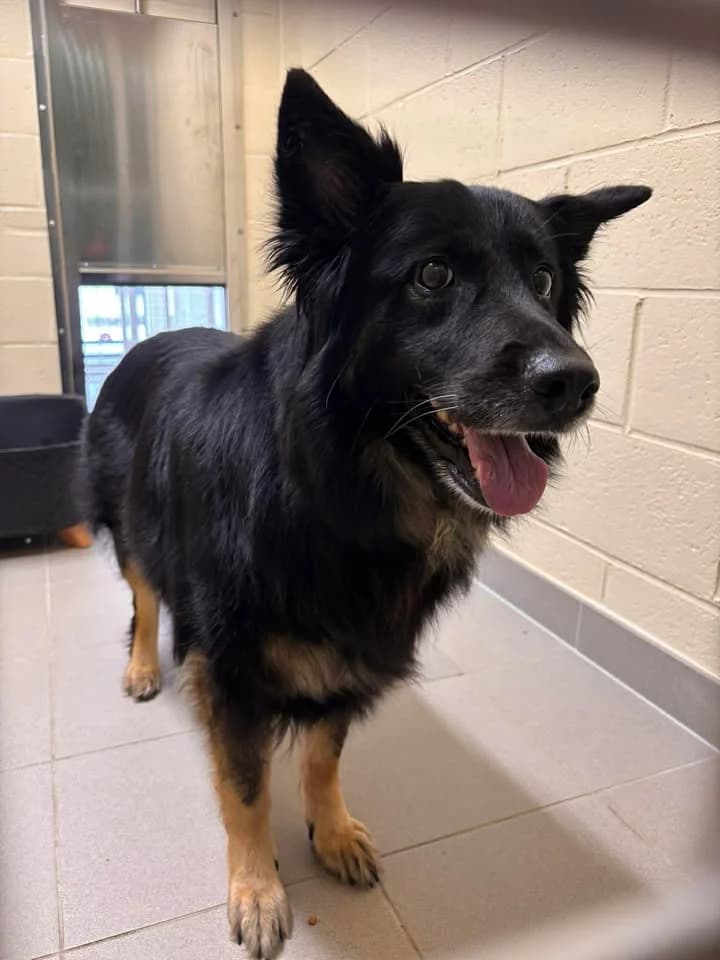 Bestia, female senior Border Collie for adoption at SRPA Veeweyde Brussels, Brussels