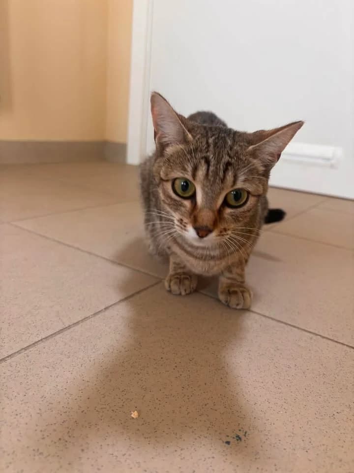 Zoé, female senior European Shorthair for adoption at SRPA Veeweyde Brussels, Brussels