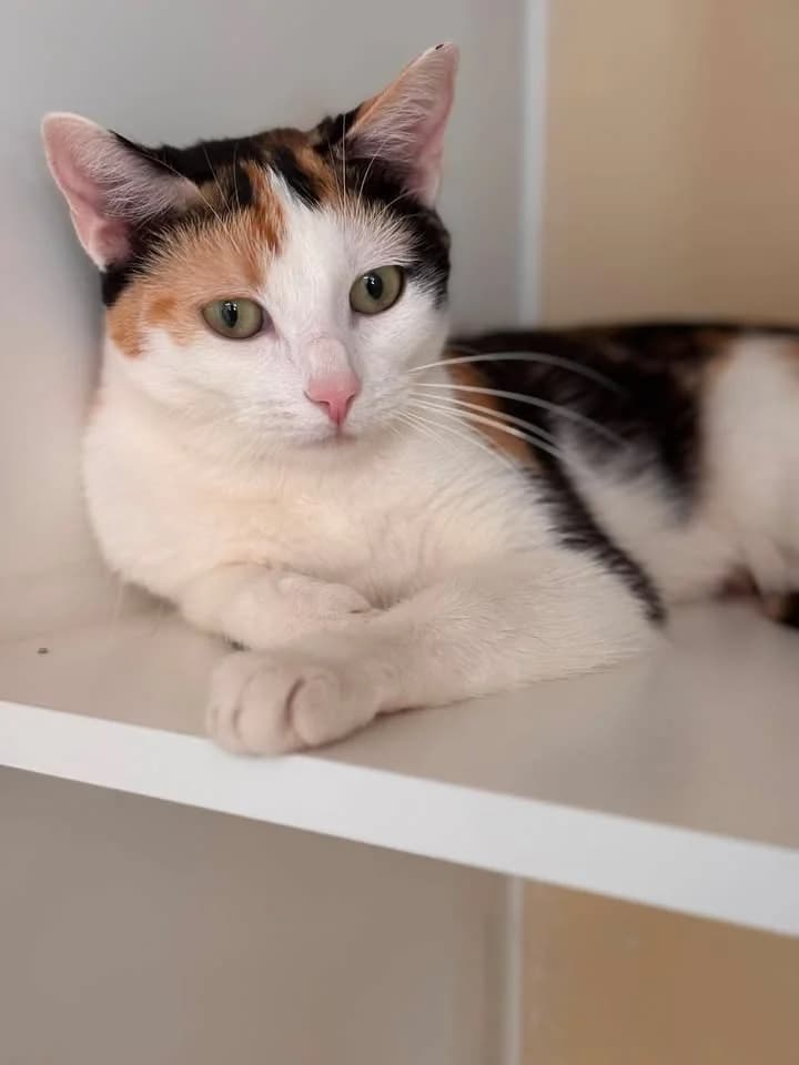 Lana, female senior European Shorthair for adoption at SRPA Veeweyde Brussels, Brussels